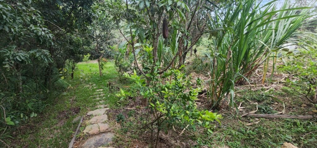 Casa – Rio – Lote 9.000 m2 – Alto Paraíso de Goiás