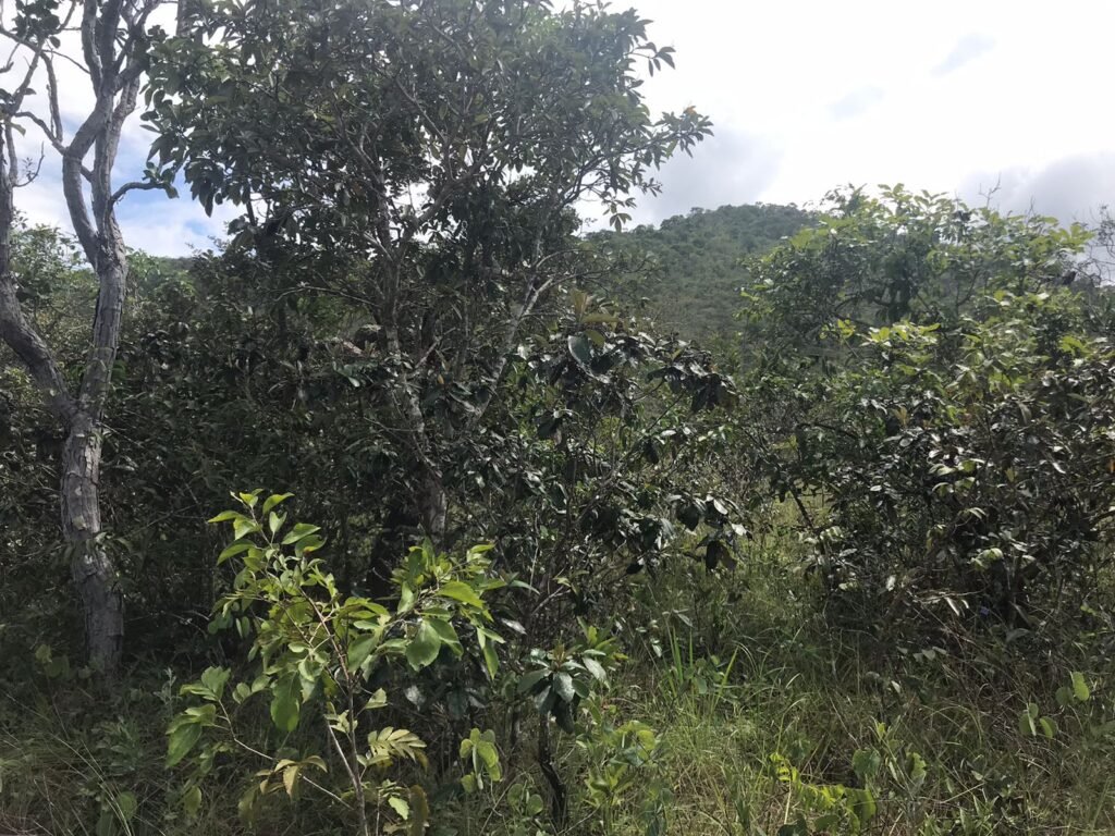 Chácara Suçuarana com acesso ao rio, Próximo a Cachoeira do Poço Encantado – Chapada dos Veadeiros