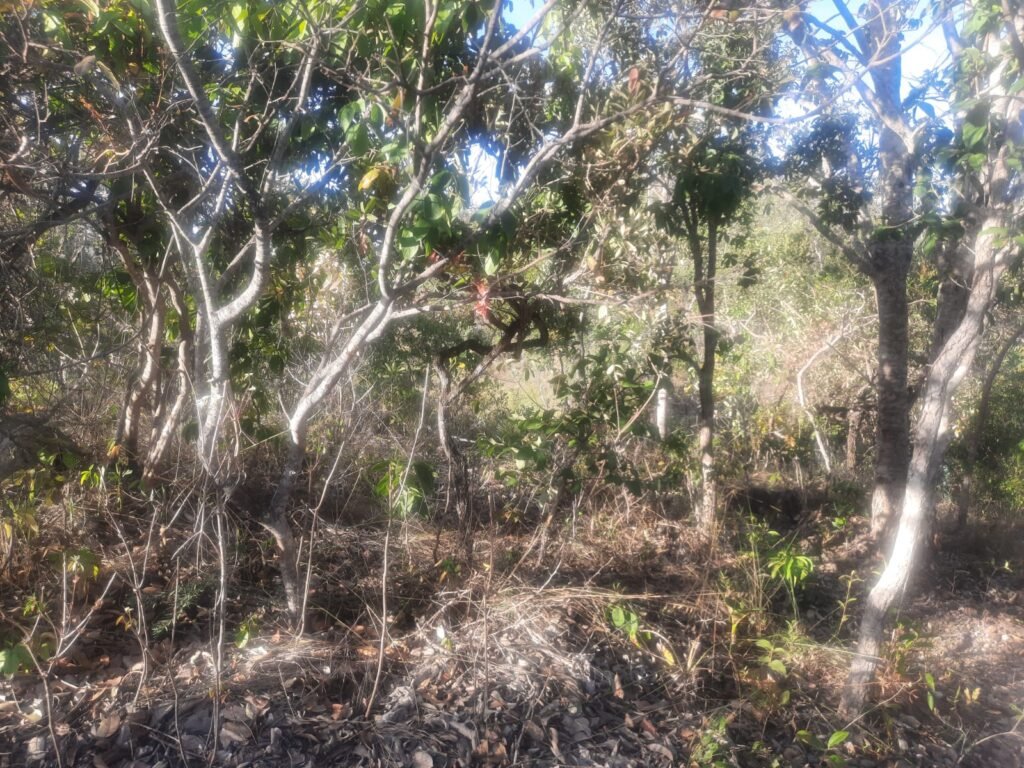 Chácara 4ha – Rio dos Couros – Lofth Ecológico Arco Iris- KM 12 – Alto Paraíso e São jorge