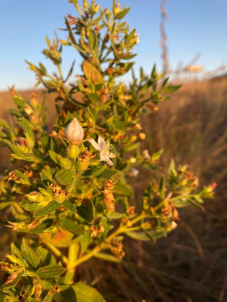 Chácara 4ha – Vale Verde – Próximo à Pousada Inácia – Alto Paraíso de Goiás