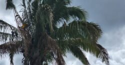 Lotes de 800 a 974m2 m2 –  Condomínio Indaía – Alto Paraíso de Goiás