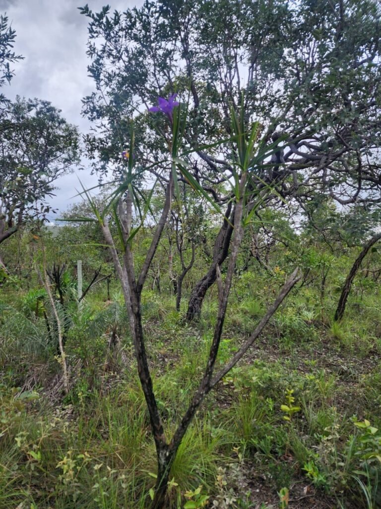 Chácara – Porteira Fechada – Rio – 5.7ha -Vale Verde – Alto Paraíso de Goiás