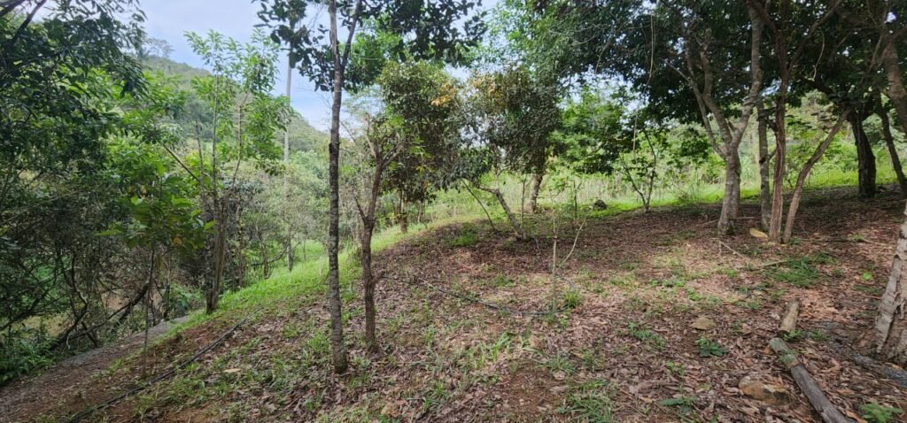 Casa – Rio – Lote 9.000 m2 – Alto Paraíso de Goiás