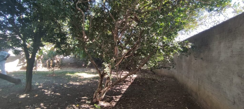 Casa – Quintal com Fruteiras – Monte Sinai – Alto Paraíso de Goiás