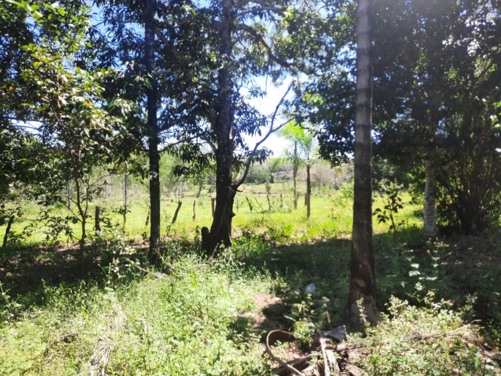 Chácara 2.7 Alq. – Povoado Bandeira – Rio – Nascente – 24km de Alto Paraíso de Goiás