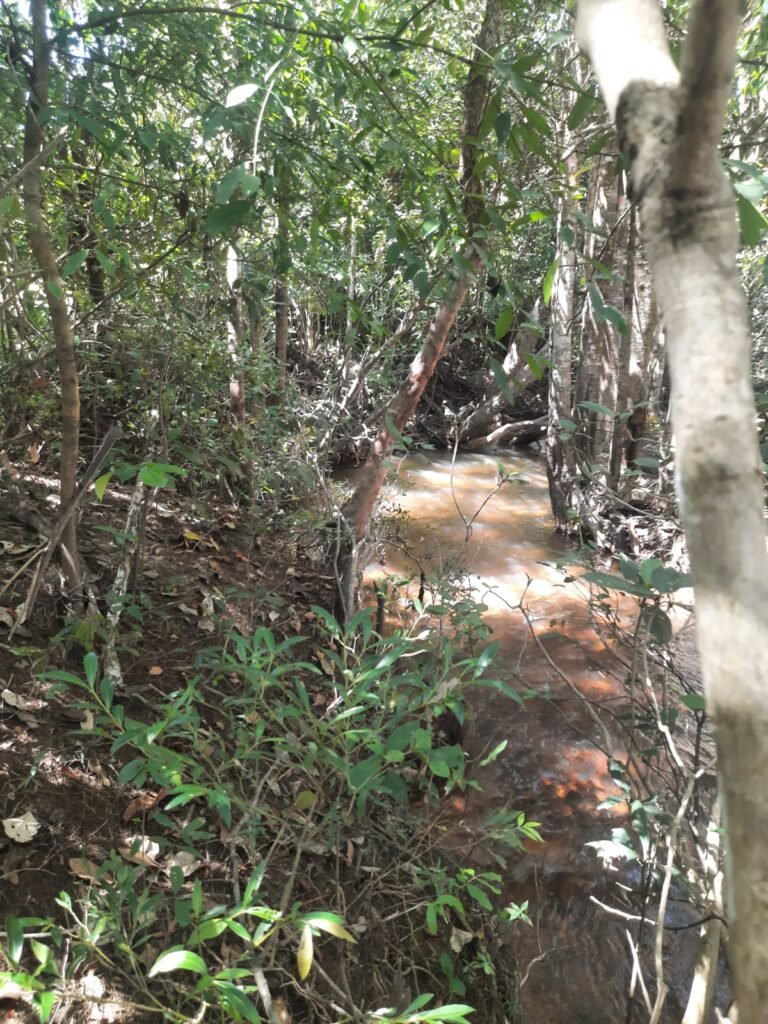 Chácara 2.7 Alq. – Povoado Bandeira – Rio – Nascente – 24km de Alto Paraíso de Goiás