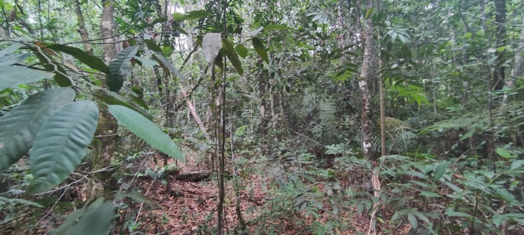 Maravilhosa Chácara 20ha – Recifra – Alto Paraíso de Goiás