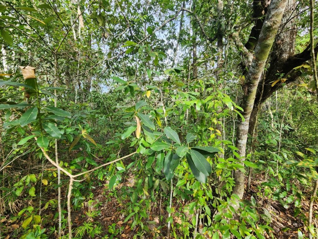 Chácara 5,30ha – Rio – Morro da Baleia – 13 km de Alto Paraíso de Goiás sentido São Jorge