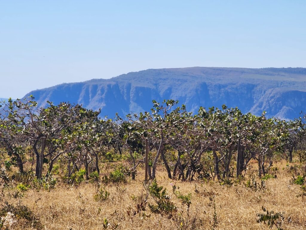 Chácara 4ha – Poço artesiano – 5km de Alto Paraíso sentido Cachoeira dos Cristais – Chapada dos Veadeiros
