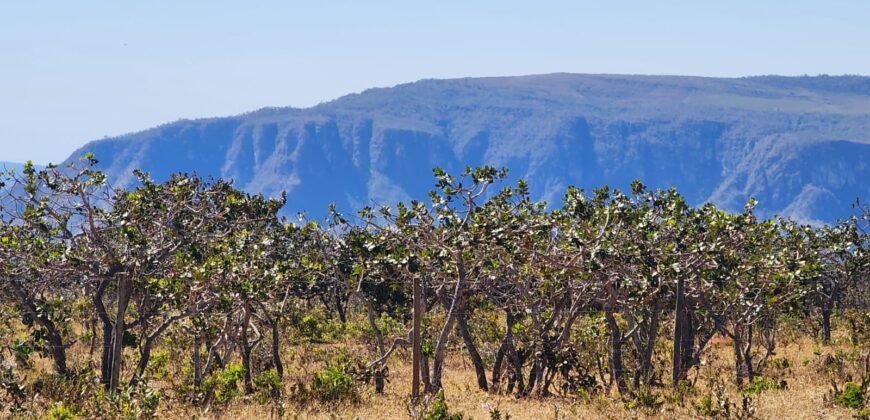 Chácara 4ha – Poço artesiano – 5km de Alto Paraíso sentido Cachoeira dos Cristais – Chapada dos Veadeiros