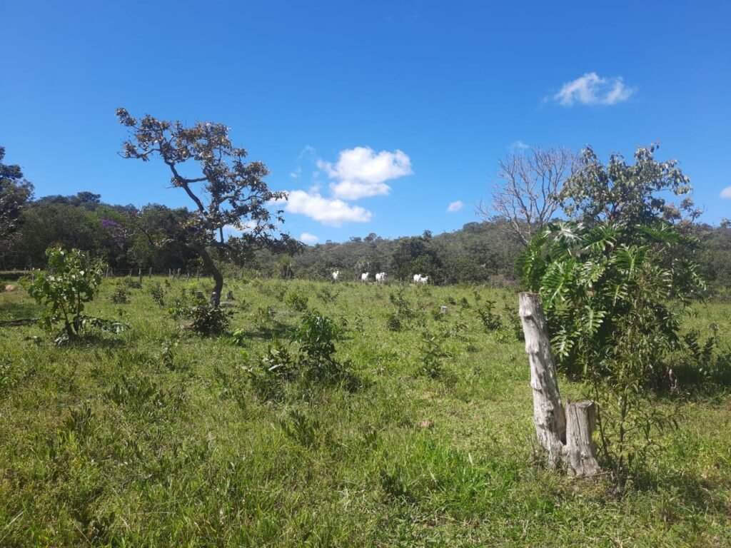 Chácara 2.7 Alq. – Povoado Bandeira – Rio – Nascente – 24km de Alto Paraíso de Goiás