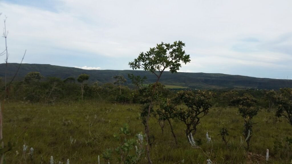 Chácara 4 ha – 5km de Alto Paraíso sentido Cachoeira dos Cristais