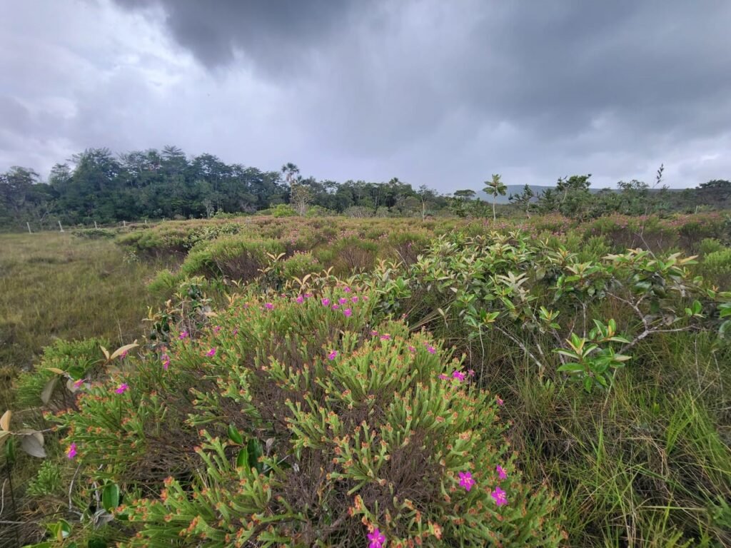 Chácara – Porteira Fechada – Rio – 5.7ha -Vale Verde – Alto Paraíso de Goiás