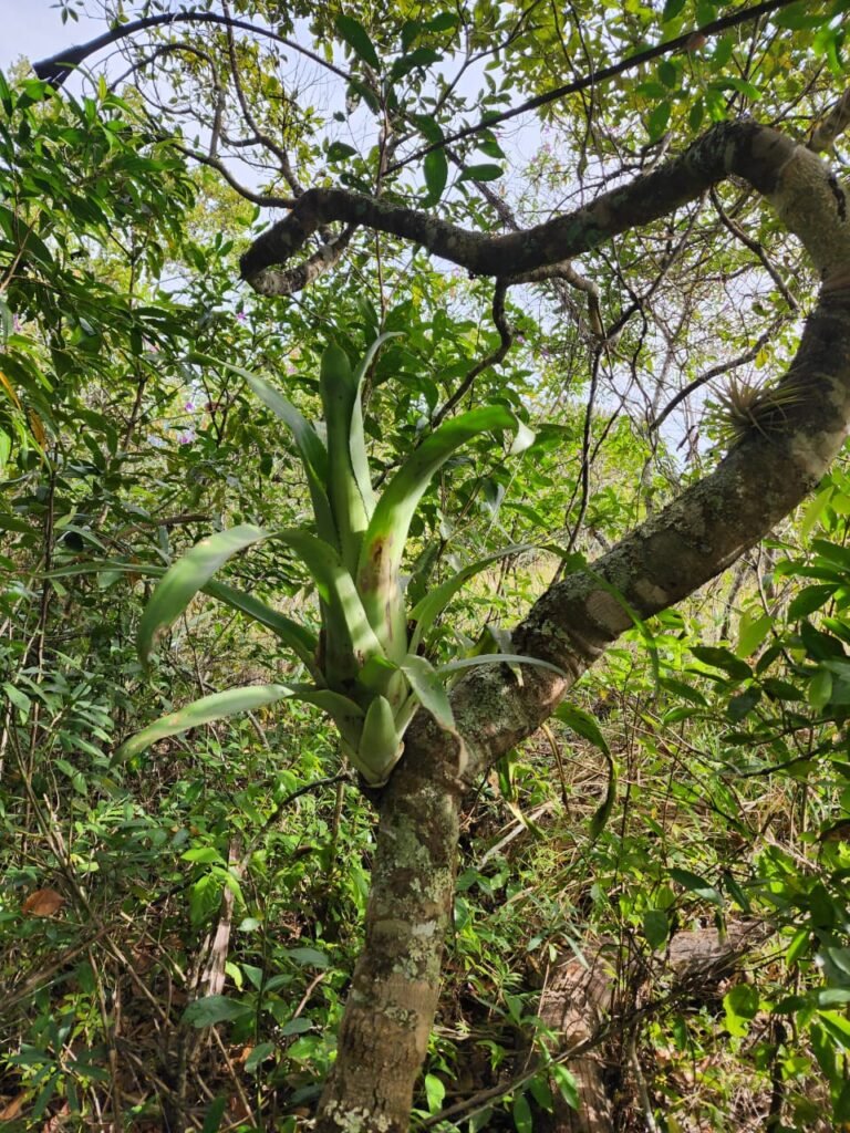 Chácara 5,30ha – Rio – Morro da Baleia – 13 km de Alto Paraíso de Goiás sentido São Jorge
