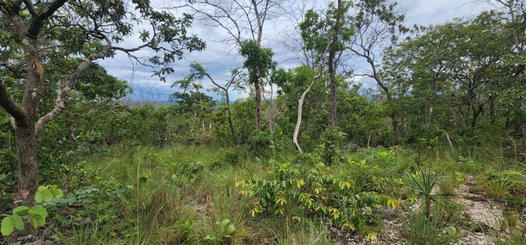 Fazenda 76 ha – Cachoeira – 12km Teresina de Goiás – Chapada dos Veadeiros
