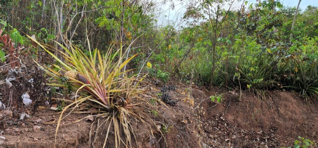 Chácara 4ha Beira Rio São Miguel – 17km de São Jorge – Chapada dos Veadeiros