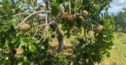 Chácara 4ha – Poço artesiano – 5km de Alto Paraíso sentido Cachoeira dos Cristais – Chapada dos Veadeiros