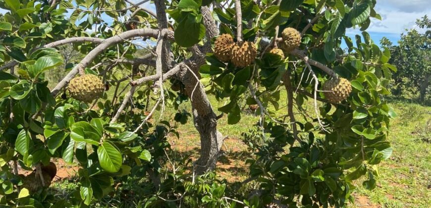 Chácara 4ha – Poço artesiano – 5km de Alto Paraíso sentido Cachoeira dos Cristais – Chapada dos Veadeiros