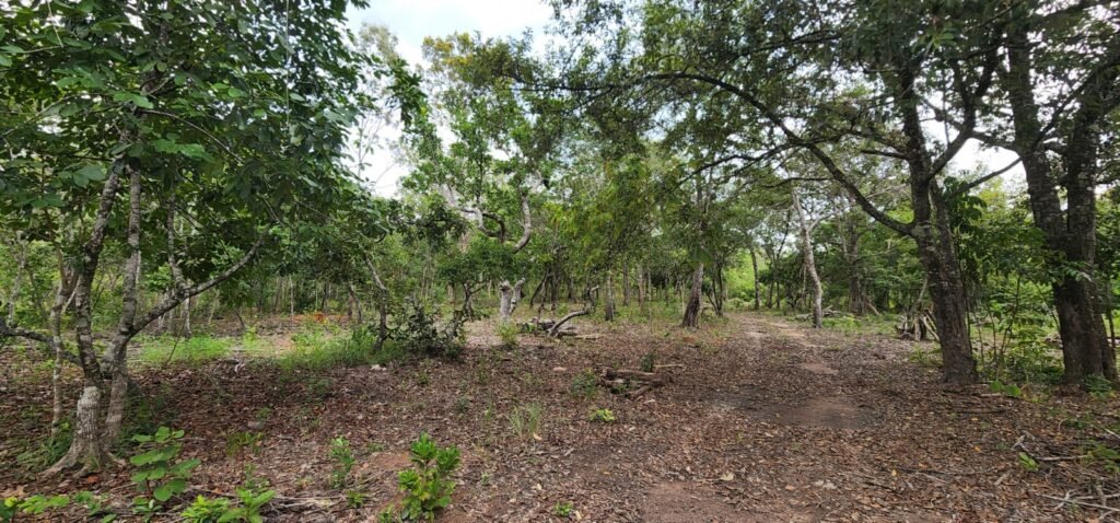Fazenda 76 ha – Cachoeira – 12km Teresina de Goiás – Chapada dos Veadeiros