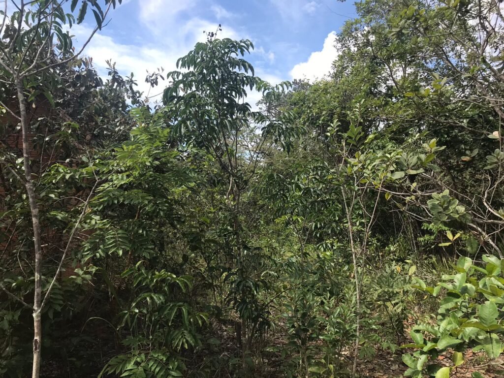 Chácara Suçuarana com acesso ao rio, Próximo a Cachoeira do Poço Encantado – Chapada dos Veadeiros