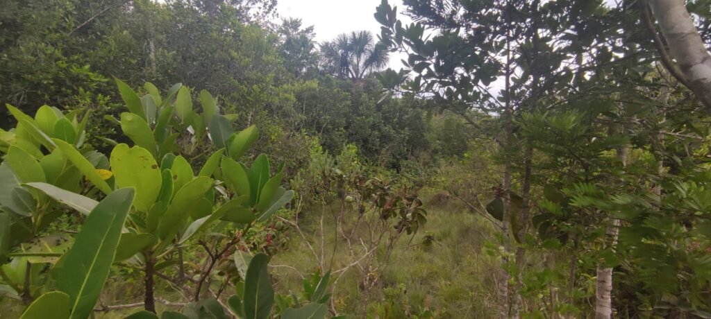 Maravilhosa Chácara 20ha – Recifra – Alto Paraíso de Goiás