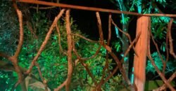 Pousada – Rio – Poço para Banho – Moinho – 4.000m2 – 12km de Alto Paraíso de Goiás Pousada – Rio – Poço para Banho – Moinho – 4.000m2 – 12km de Alto Paraíso de Goiás