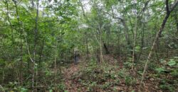Fazenda 76 ha – Cachoeira – 12km Teresina de Goiás – Chapada dos Veadeiros