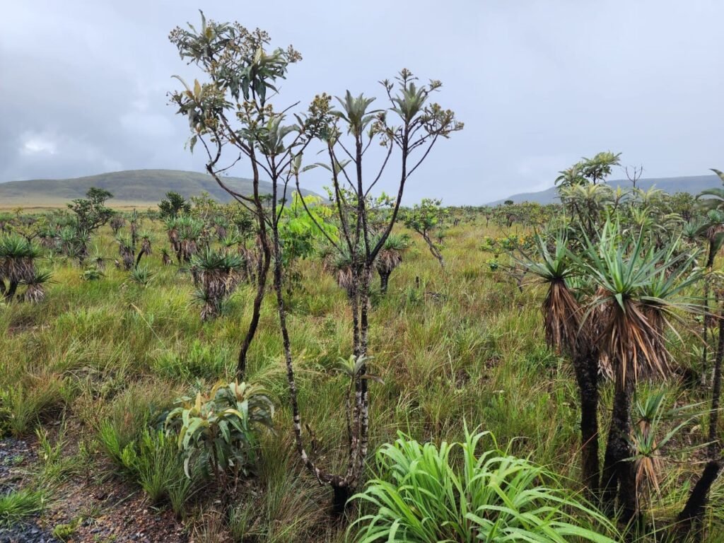 Chácara 6,3 ha – Rio – Piscina para Banho – Vale Verde – Alto Paraíso de Goiás