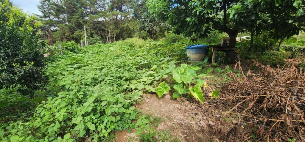 Casa – Rio – Lote 9.000 m2 – Alto Paraíso de Goiás