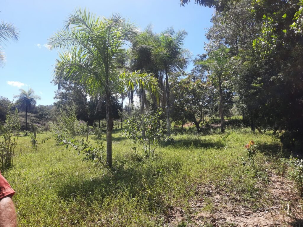 Chácara 2.7 Alq. – Povoado Bandeira – Rio – Nascente – 24km de Alto Paraíso de Goiás