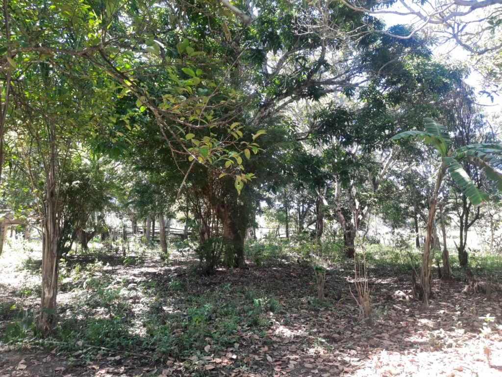 Chácara 2.7 Alq. – Povoado Bandeira – Rio – Nascente – 24km de Alto Paraíso de Goiás