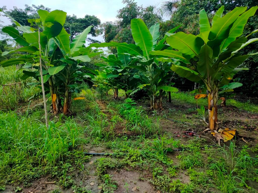 Fazenda 76 ha – Cachoeira – 12km Teresina de Goiás – Chapada dos Veadeiros