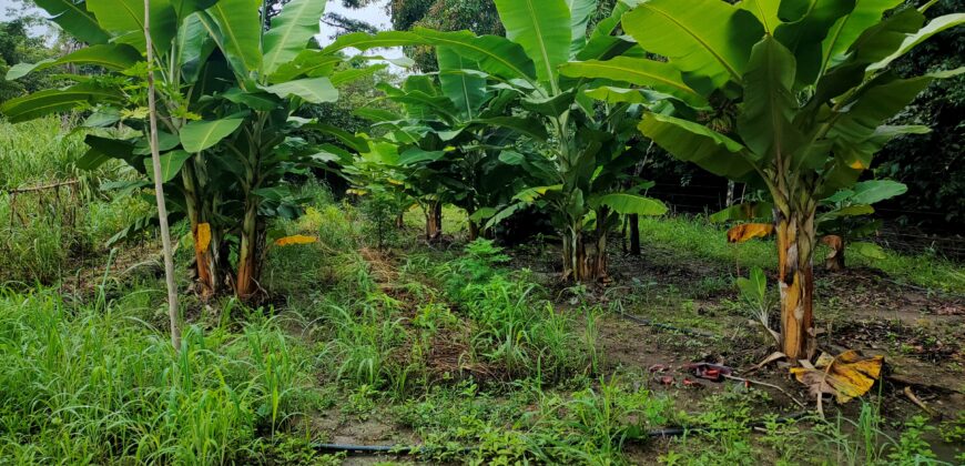Fazenda 76 ha – Cachoeira – 12km Teresina de Goiás – Chapada dos Veadeiros