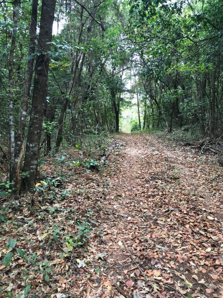 Fazenda  20 alqueires –  Cachoeira – Próximo a Cachoeira Poço Encantado – Casa Sede – Nascente – Piscina aquecida – Alto Paraíso de Goiás