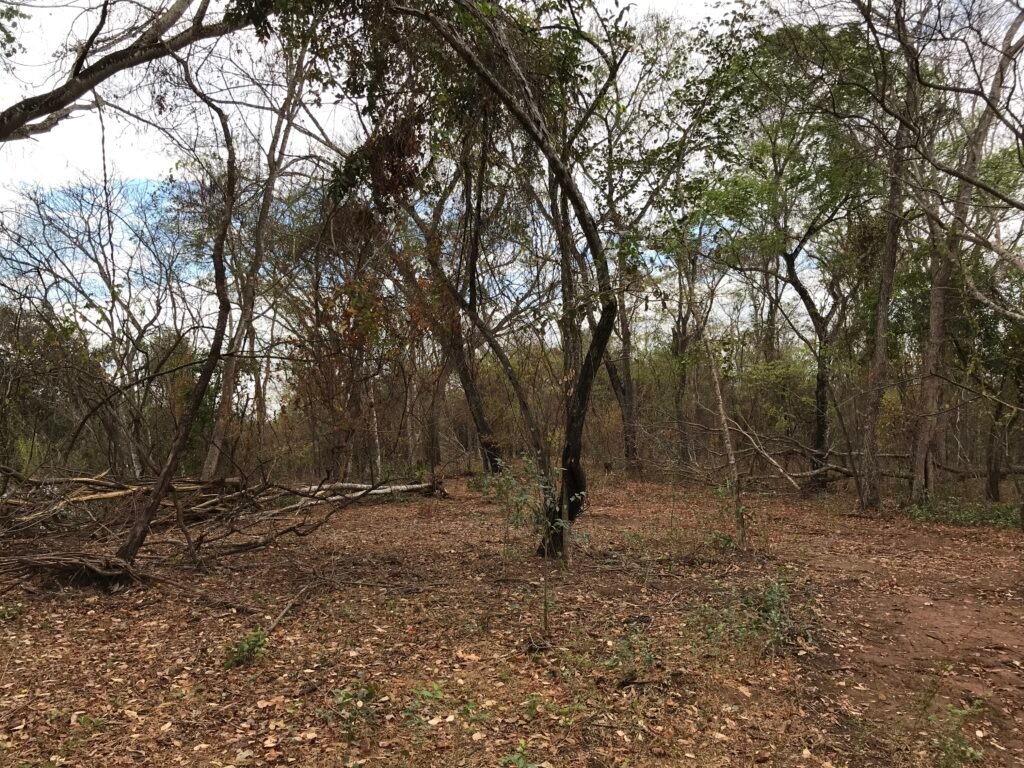 Fazenda Plana as Margens da GO 118 – Rio Paraná – 90 Alqueires – Município de Teresina de Goiás