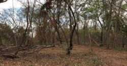 Fazenda Plana as Margens da GO 118 – Rio Paraná – 90 Alqueires – Município de Teresina de Goiás