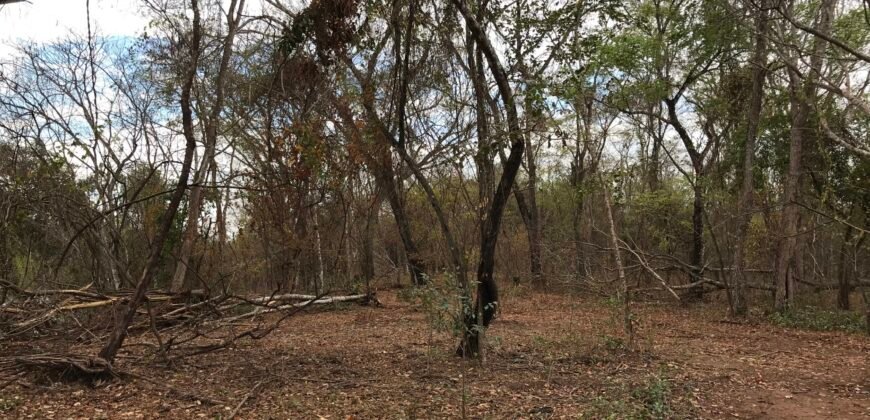 Fazenda Plana as Margens da GO 118 – Rio Paraná – 90 Alqueires – Município de Teresina de Goiás