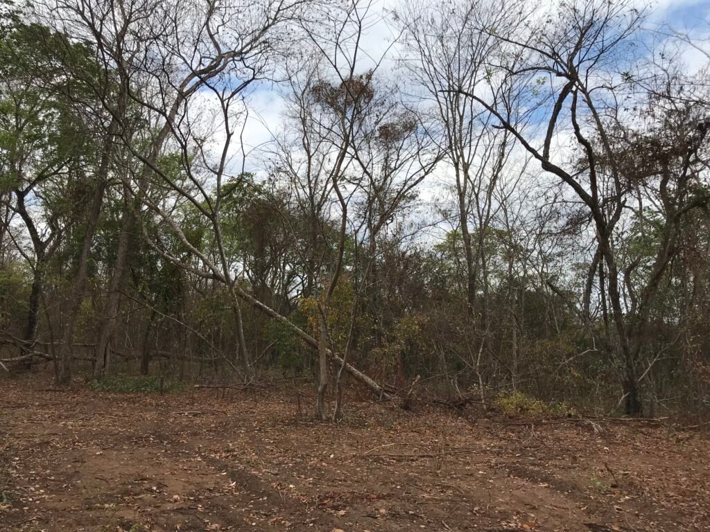 Fazenda Plana as Margens da GO 118 – Rio Paraná – 90 Alqueires – Município de Teresina de Goiás