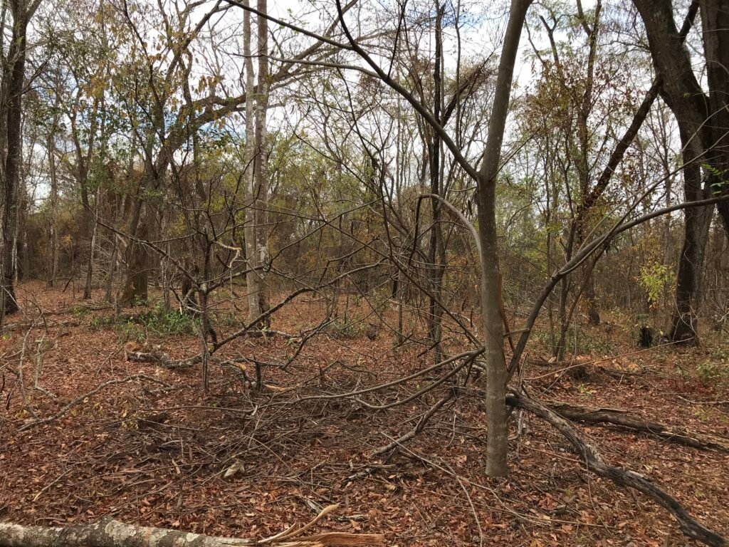 Fazenda Plana as Margens da GO 118 – Rio Paraná – 90 Alqueires – Município de Teresina de Goiás