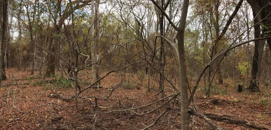 Fazenda Plana as Margens da GO 118 – Rio Paraná – 90 Alqueires – Município de Teresina de Goiás