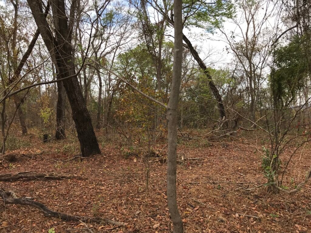 Fazenda Plana as Margens da GO 118 – Rio Paraná – 90 Alqueires – Município de Teresina de Goiás