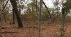 Fazenda Plana as Margens da GO 118 – Rio Paraná – 90 Alqueires – Município de Teresina de Goiás