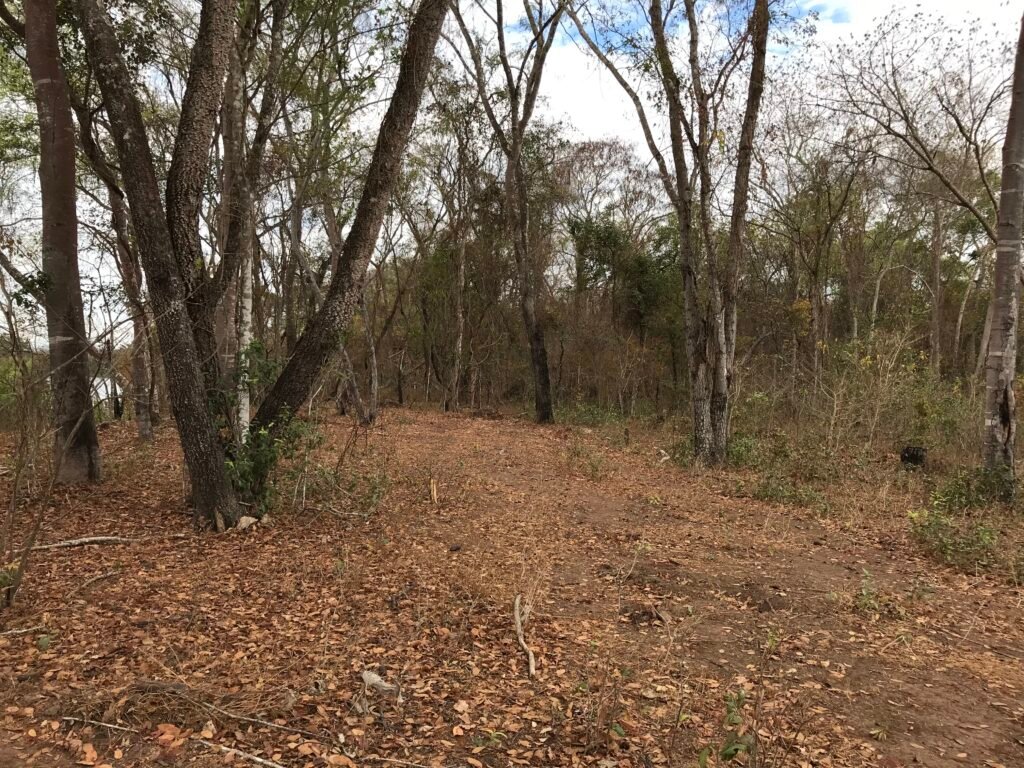 Fazenda Plana as Margens da GO 118 – Rio Paraná – 90 Alqueires – Município de Teresina de Goiás