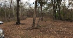 Fazenda Plana as Margens da GO 118 – Rio Paraná – 90 Alqueires – Município de Teresina de Goiás