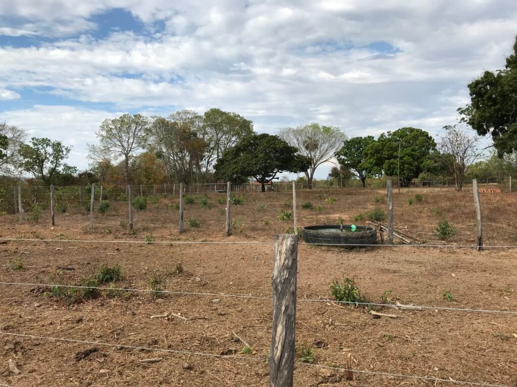 Fazenda Plana as Margens da GO 118 – Rio Paraná – 90 Alqueires – Município de Teresina de Goiás