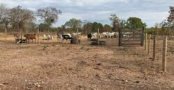 Fazenda Plana as Margens da GO 118 – Rio Paraná – 90 Alqueires – Município de Teresina de Goiás