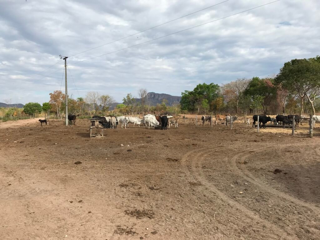 Fazenda Plana as Margens da GO 118 – Rio Paraná – 90 Alqueires – Município de Teresina de Goiás