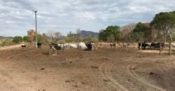 Fazenda Plana as Margens da GO 118 – Rio Paraná – 90 Alqueires – Município de Teresina de Goiás