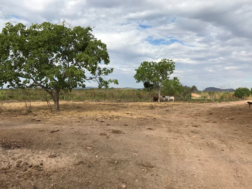 Fazenda Plana as Margens da GO 118 – Rio Paraná – 90 Alqueires – Município de Teresina de Goiás