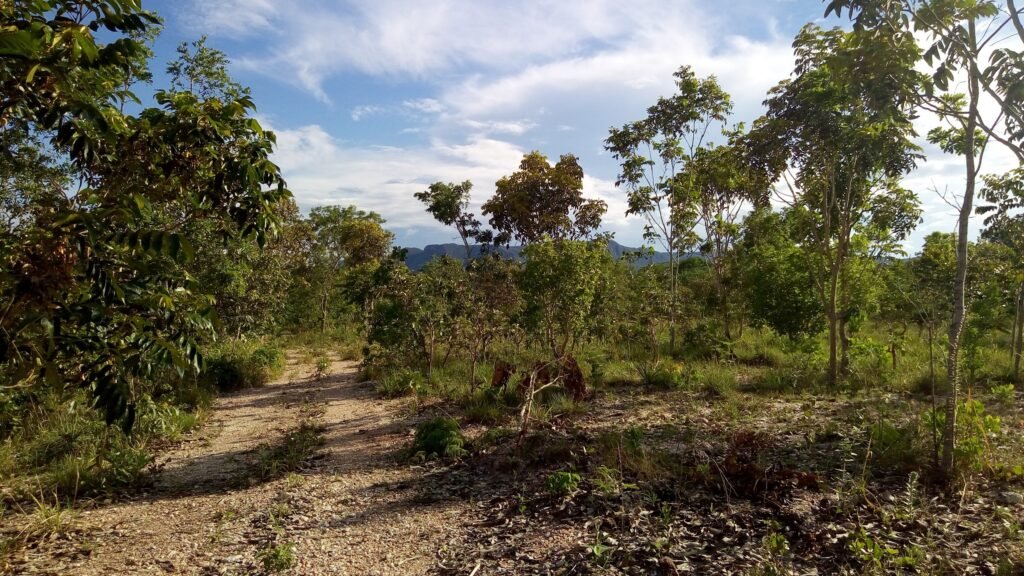 Fazenda 76 ha – Cachoeira – 12km Teresina de Goiás – Chapada dos Veadeiros